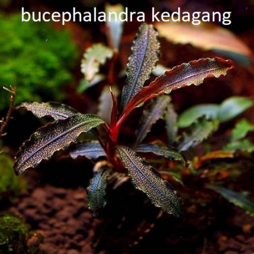 Bucephalandra Kedagang Nadir Tür Akvaryum Bitkisi 4-6 Yaprak