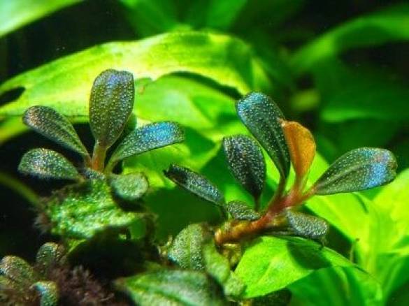 Bucephalandra Mini Coin Nadir Tür Akvaryum Bitkisi - Lav Taşına Uygulama