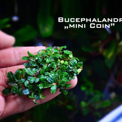 Bucephalandra Mini Coin Nadir Tür Akvaryum Bitkisi - Lav Taşına Uygulama