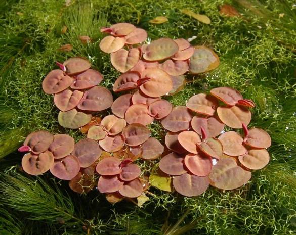 Phyllanthus Fluitans - Kırmızı Su Üstü Bitkisi Porsiyon