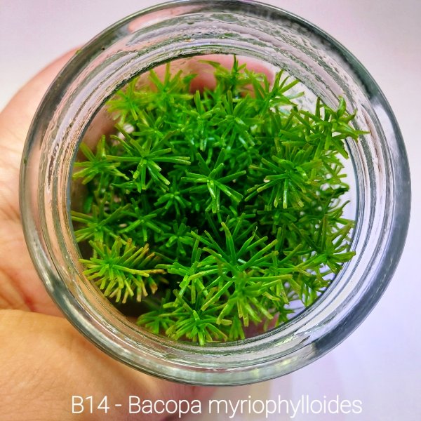 Bacopa myriophylloides IN VITRO 200 CC Cam Kavanoz
