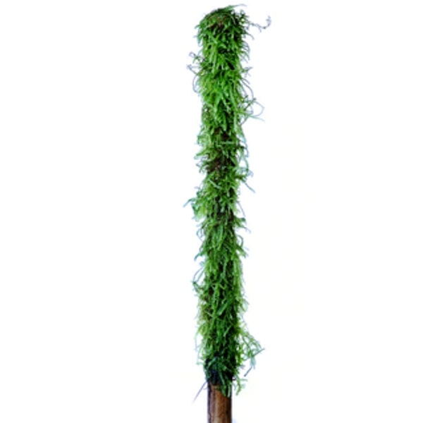 Moss Stick - Moss Çubuğu 10 Cm Uzunluğunda - Yeni Sarım 3 Al 1 HEDİYE