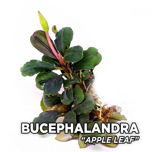 Bucephalandra apple leaf 4-6 Yaprak