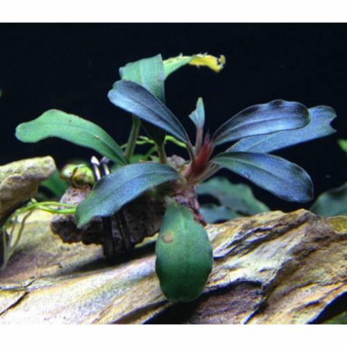 Bucephalandra Brownie Blue Nadir Tür Akvaryum Bitkisi 4-6 Yaprak