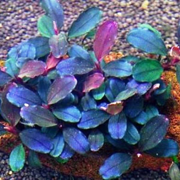 Bucephalandra Brownie Blue Nadir Tür Akvaryum Bitkisi 4-6 Yaprak
