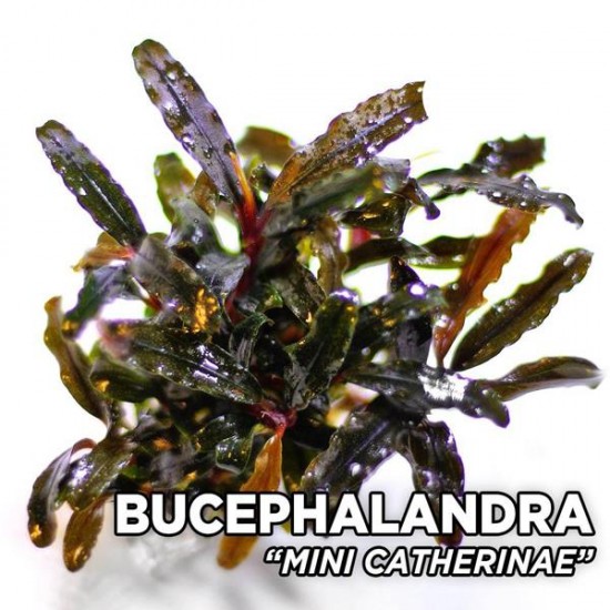 Bucephalandra super mini catherine 4-6 Yaprak