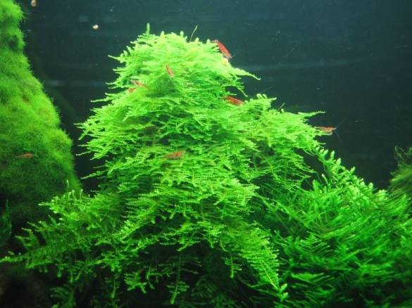 Christmas Moss - 5cm - 5cm Yeni Sarım - Akvaryum Bitkisi 5 AL 1 HEDİYE