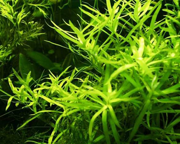 Heteranthera Zosterifolia Stargrass 1 Kök Akvaryum Bitkisi 5 AL 3 HEDİYE