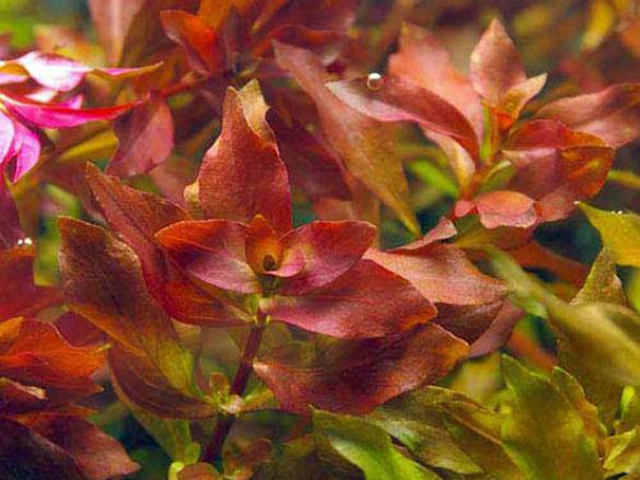 6 Çeşit Akvaryum Bitki Paketi - Kırmızı Bitkiler
