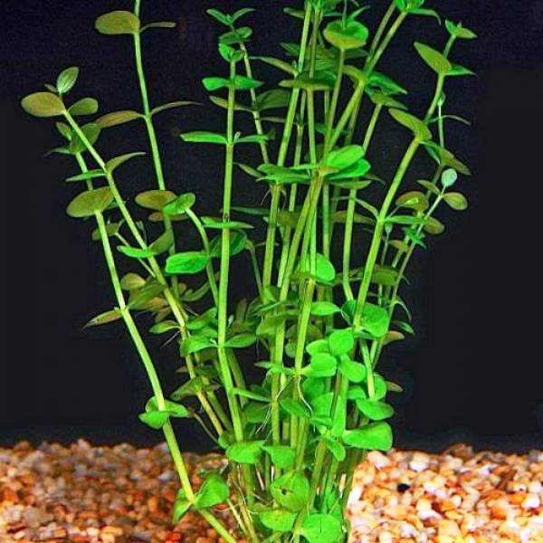 Lindernia Rotundifolia 1 Kök Akvaryum Bitkisi