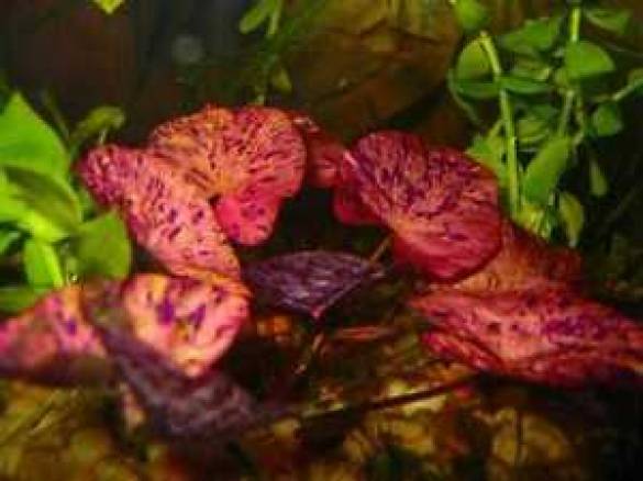 Nymphaea Rubra Bulb Lotus soğanı 