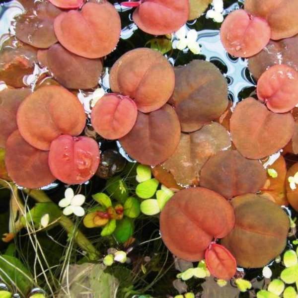 Phyllanthus Fluitans - Kırmızı Su Üstü Bitkisi Porsiyon