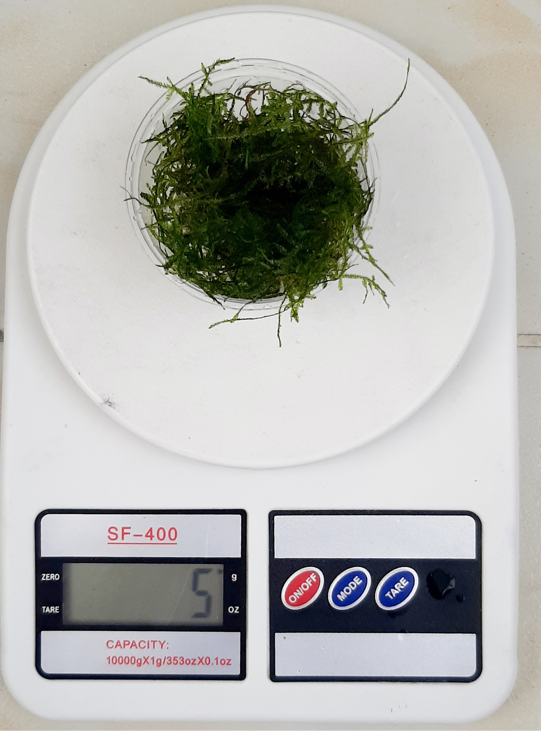 Java Moss - Taxiphyllum Barbieri 5 gram Kap