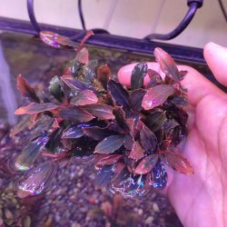 Bucephalandra Red purple 4 – 6 Yaprak – Akvaryum Bitkicim