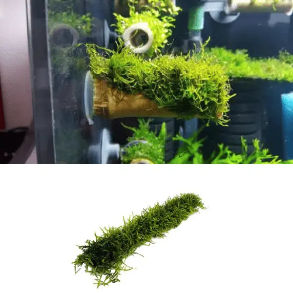 Karidesler İçin Bambu Ev Christmas Moss Sarılı