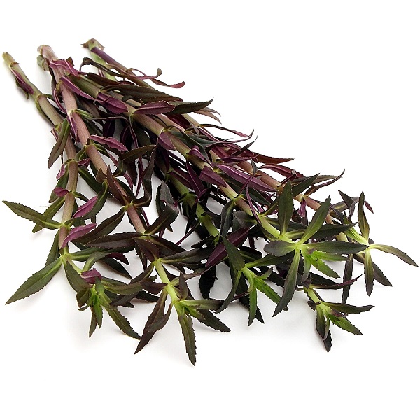 Limnophila Aromatica - Renkli Akvaryum Bitkisi