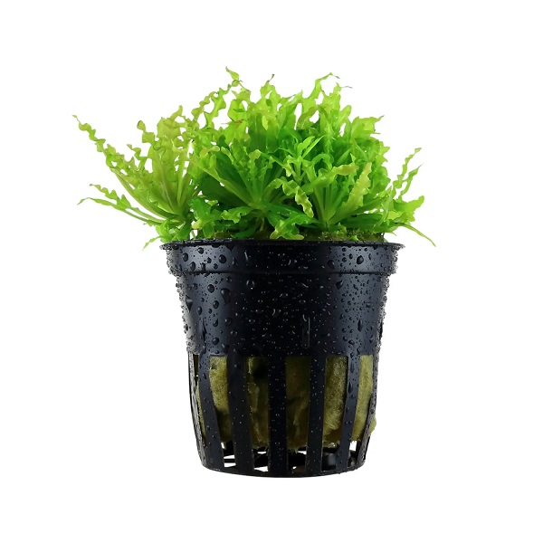 Pogostemon Helferi Canlı Akvaryum Bitkisi Saksı