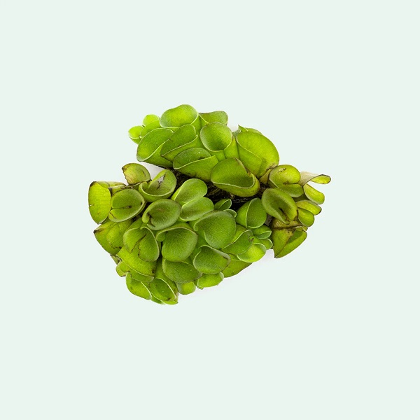 Salvinia Cucullata Canlı Su Üstü Bitkisi - (1 Adet Kök/Bek) - Doğal Nitrat Emici