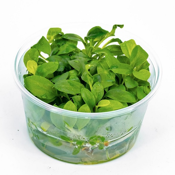 Anubias heterophylla mini IN VITRO CUP