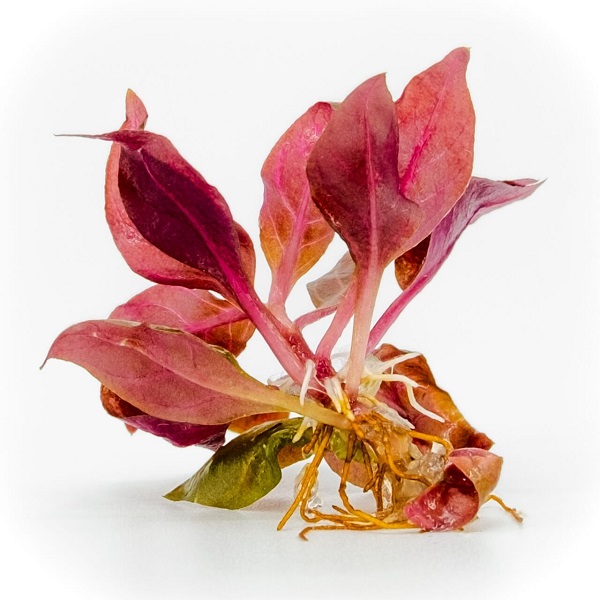 Alternanthera rosanervig IN VITRO CUP