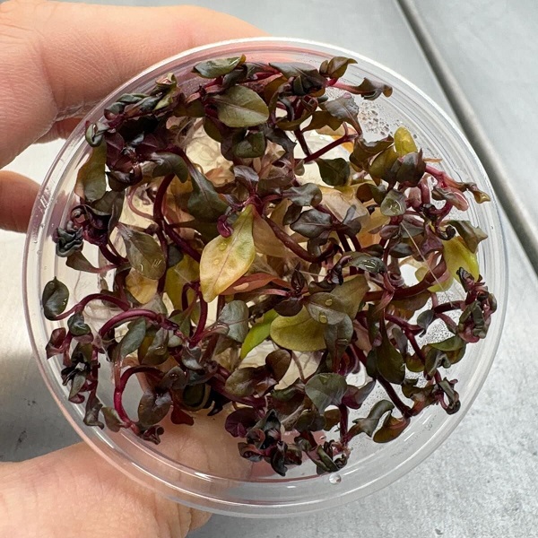 AlternAlternanthera sessilis In Vitro Akvaryum Bitkisi (Cup)
