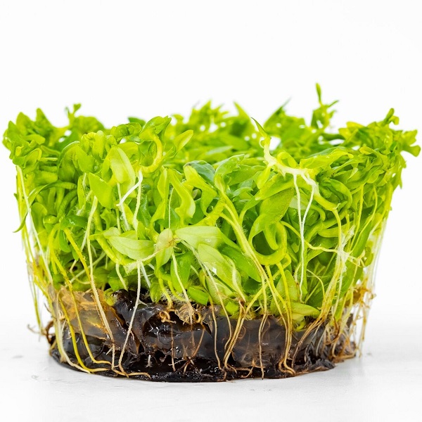 Ammannia gracilis In Vitro Akvaryum Bitkisi (Cup)