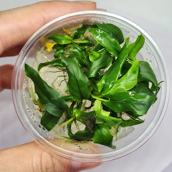 Anubias minima In Vitro Akvaryum Bitkisi (Cup)