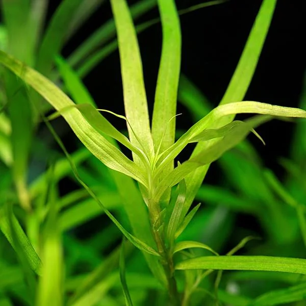 Heteranthera zosterifolia - Saksı - In Vitro