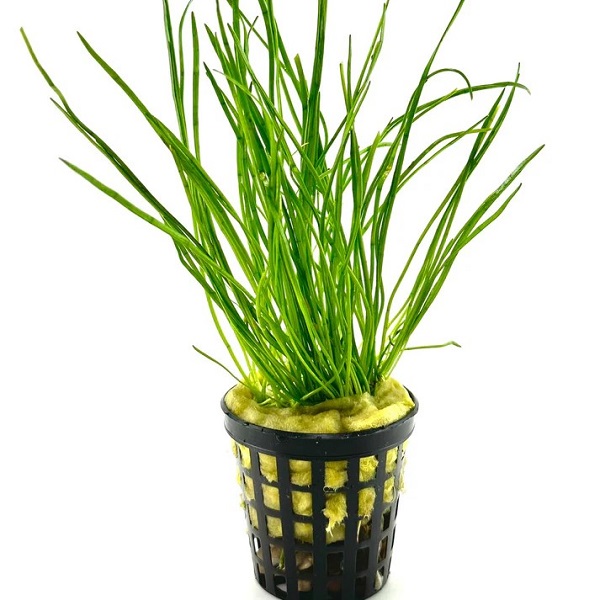 Isoetes vetata varsicula Saksı