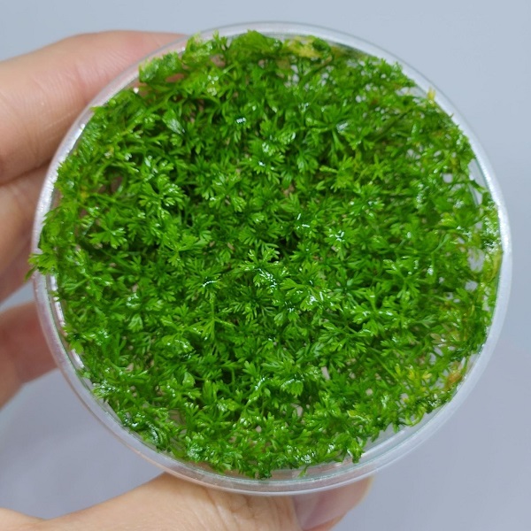 Myriophyllum mattogrossense IN VITRO CUP