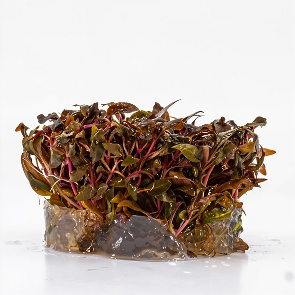 Alternanthera Reineckii Mini IN VITRO Akvaryum Bitkisi