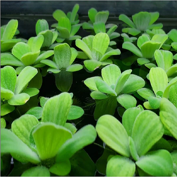 Pistia Stratiotes (Su Marulu) – Doğal Akvaryum Filtresi ve Nitrat Avcısı!
