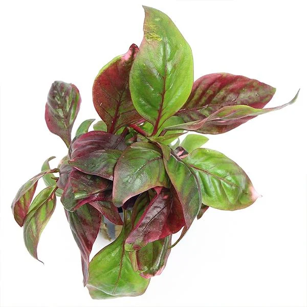 Alternanthera reineckii Red Broad Leaf In Vitro Akvaryum Bitkisi (Cup)