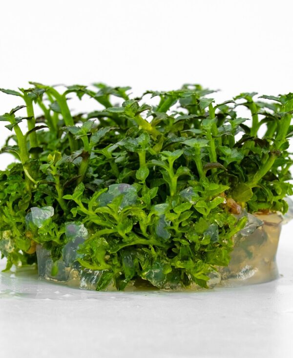 Ammannia towuti In Vitro Akvaryum Bitkisi (Cup)