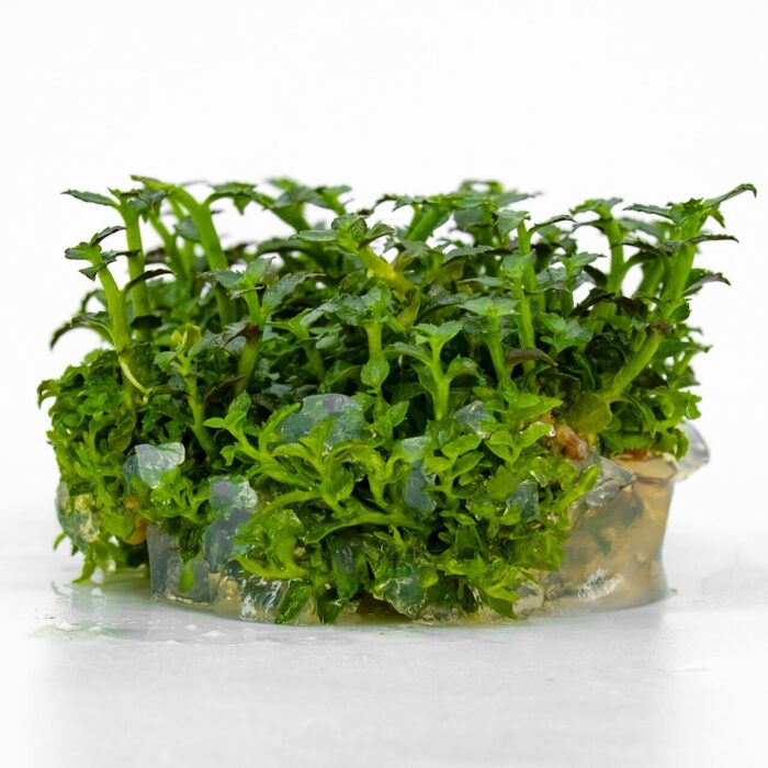 Ammannia towuti In Vitro Akvaryum Bitkisi (Cup)