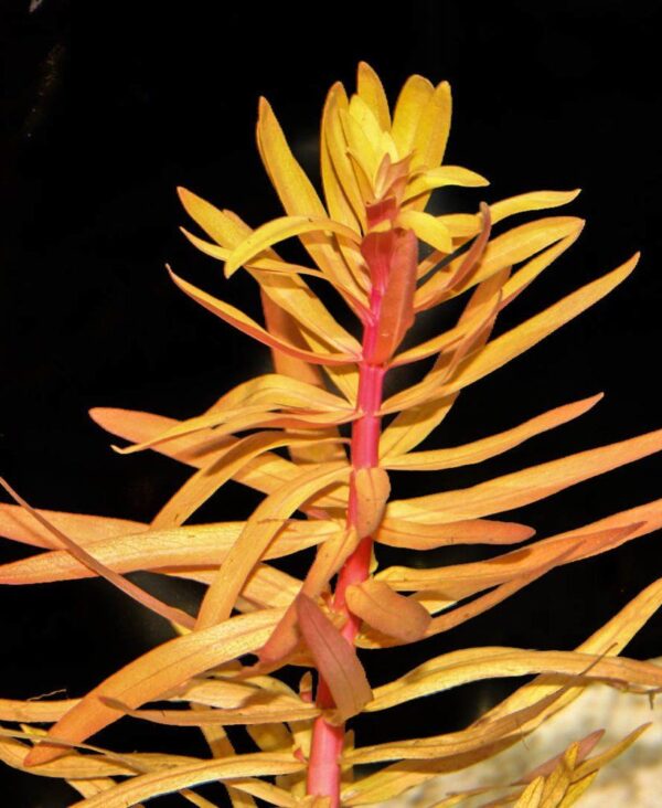 Ammannia pedicellata golden In Vitro Akvaryum Bitkisi (Cup)