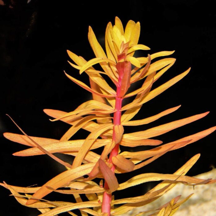Ammannia pedicellata golden In Vitro Akvaryum Bitkisi (Cup)