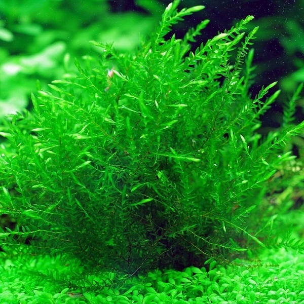 Willow Moss 5 Gram Kap
