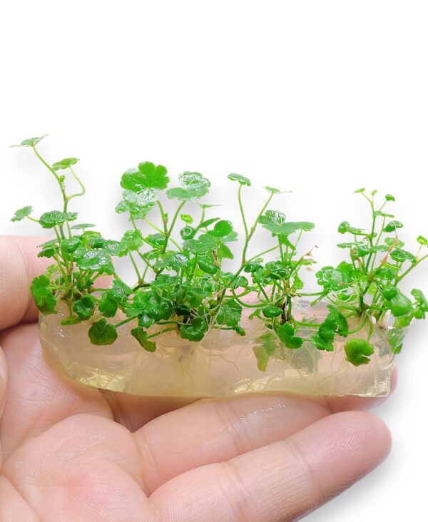 hydrocotyle-sibthorpioides
