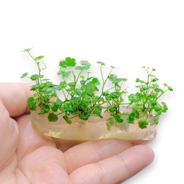 hydrocotyle-sibthorpioides