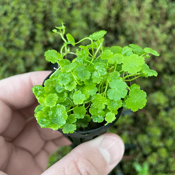 Hydrocotyle-sibthorpioides-saksi