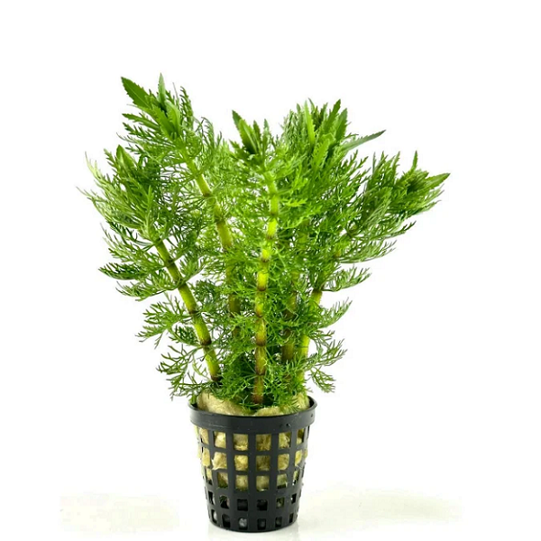 Limnophila-Indica