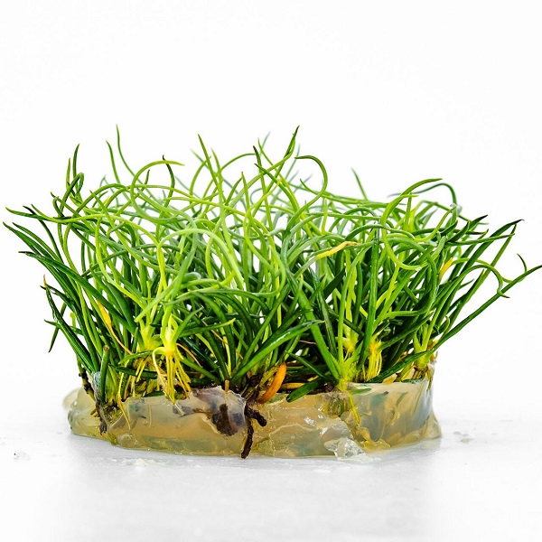Littorella-Uniflora