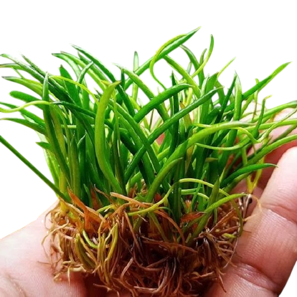 Littorella Uniflora Canlı Bitki 3 SAKSI AL 1 SAKSI HEDİYE