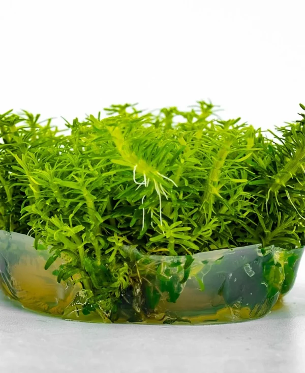 Pogostemon Erectus In Vitro Cup Canlı Bitki