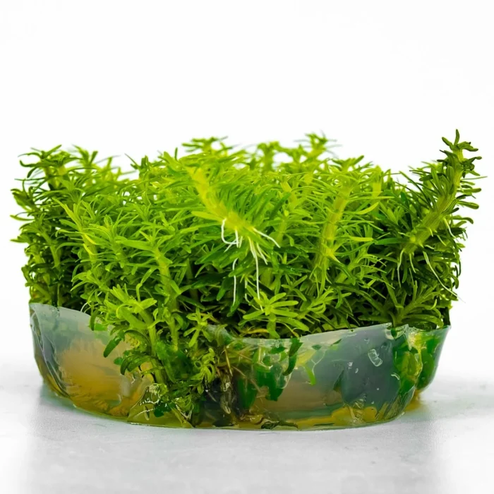 Pogostemon Erectus In Vitro Cup Canlı Bitki